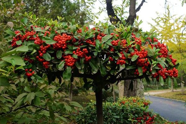 火棘树市场价格多少钱一棵 火棘的养殖方法