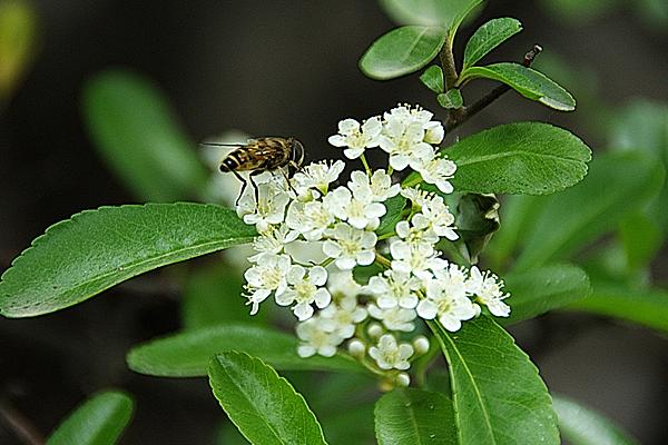 火棘树市场价格多少钱一棵 火棘的养殖方法