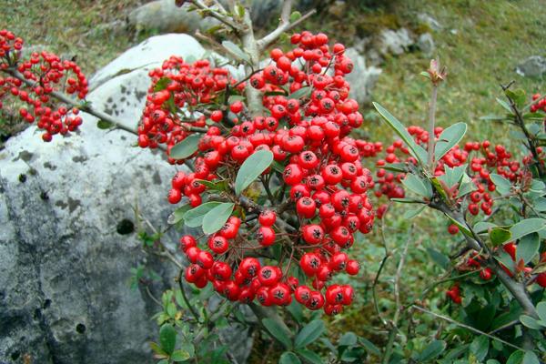 火棘树市场价格多少钱一棵 火棘的养殖方法