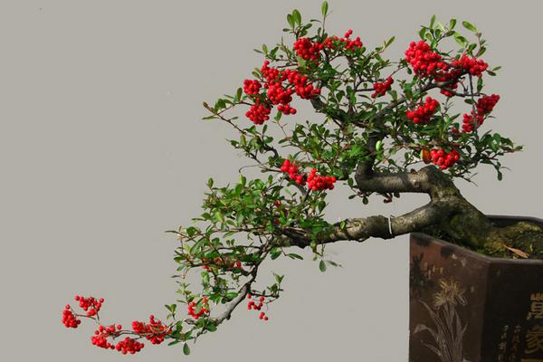 火棘树市场价格多少钱一棵 火棘的养殖方法