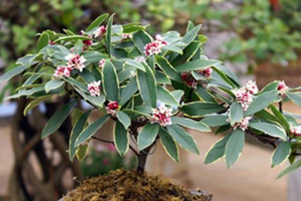 金边瑞香怎么浇水(多久浇一次) 金边瑞香怎么施肥