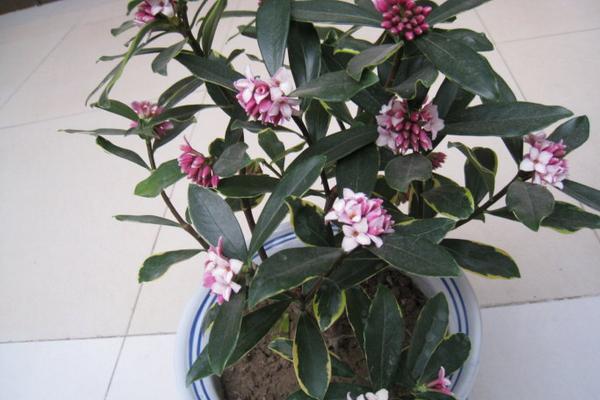 金边瑞香怎么浇水(多久浇一次) 金边瑞香怎么施肥