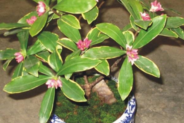 金边瑞香怎么浇水(多久浇一次) 金边瑞香怎么施肥