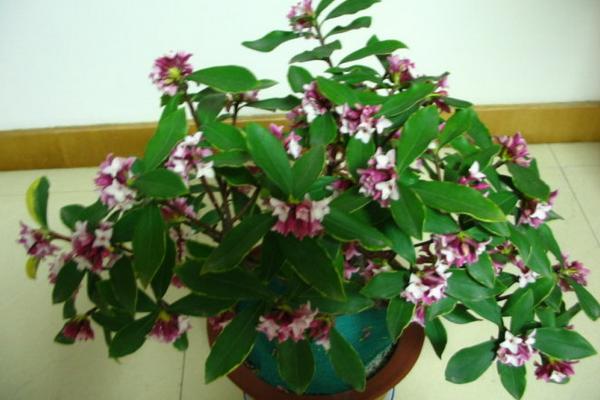 金边瑞香怎么浇水(多久浇一次) 金边瑞香怎么施肥