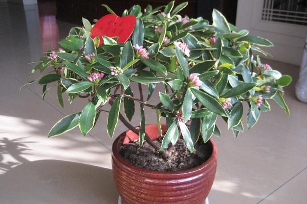 金边瑞香怎么浇水(多久浇一次) 金边瑞香怎么施肥