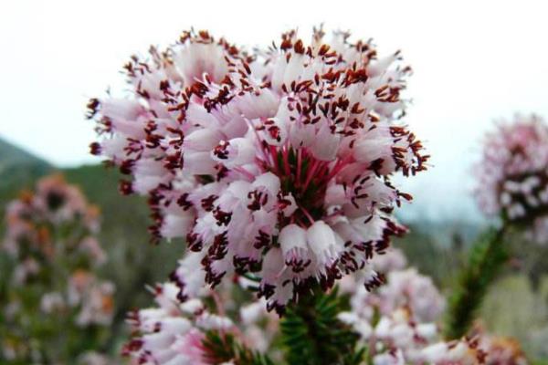 欧石楠怎么浇水(多久浇一次) 欧石楠叶子变黄怎么办