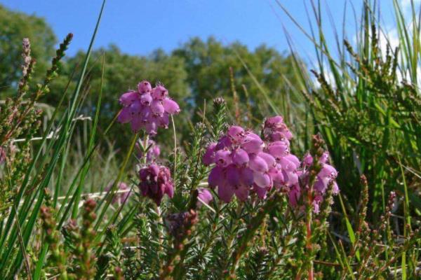 欧石楠怎么浇水(多久浇一次) 欧石楠叶子变黄怎么办