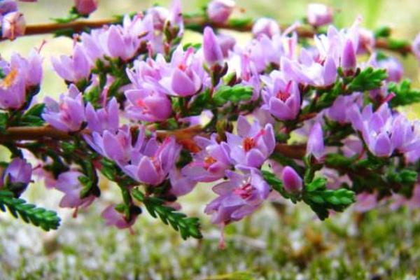 欧石楠怎么浇水(多久浇一次) 欧石楠叶子变黄怎么办