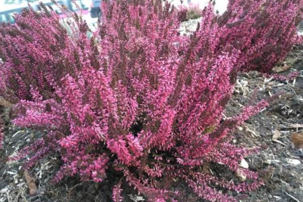 欧石楠怎么浇水(多久浇一次) 欧石楠叶子变黄怎么办