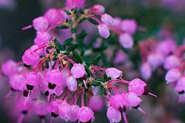 欧石楠怎么浇水(多久浇一次) 欧石楠叶子变黄怎么办