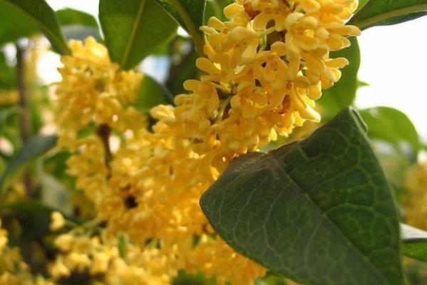 四季桂和日香桂的区别是什么