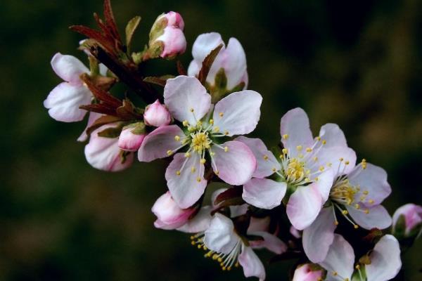 郁李什么时候开花(几月) 郁李是李子吗