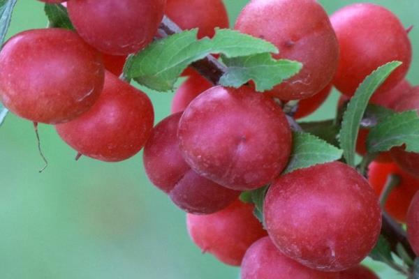 郁李什么时候开花(几月) 郁李是李子吗