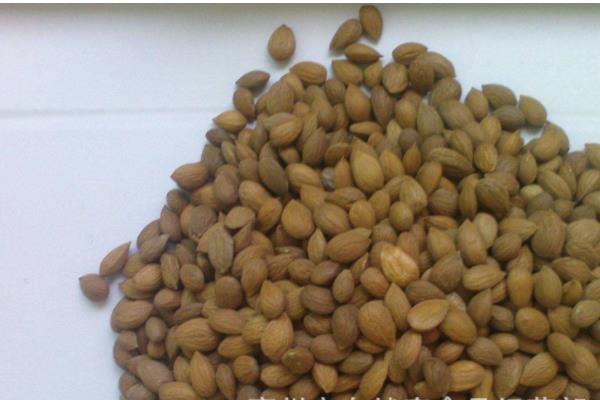 郁李什么时候开花(几月) 郁李是李子吗