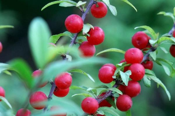 郁李什么时候开花(几月) 郁李是李子吗