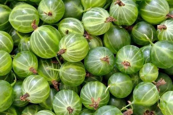 鹅莓怎么种 鹅莓种植方法与注意事项