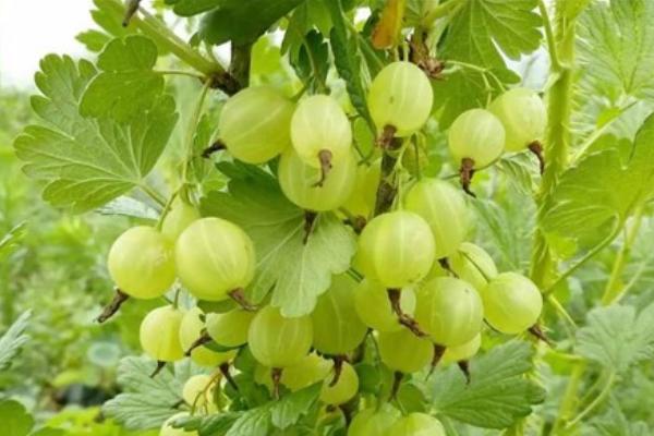 鹅莓怎么种 鹅莓种植方法与注意事项