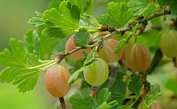 鹅莓怎么种 鹅莓种植方法与注意事项