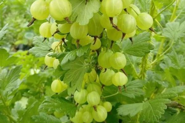 鹅莓怎么种 鹅莓种植方法与注意事项