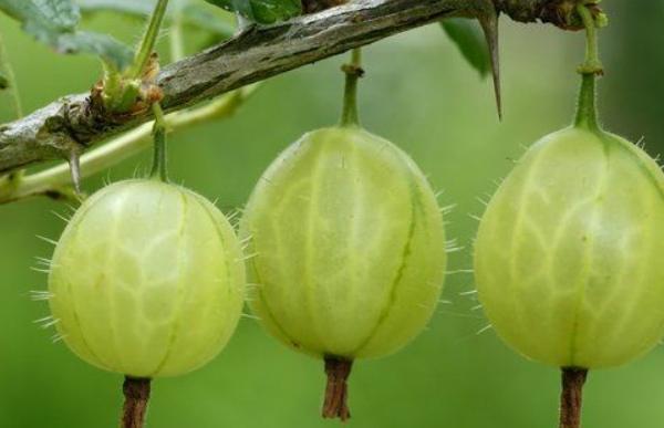 鹅莓怎么种 鹅莓种植方法与注意事项