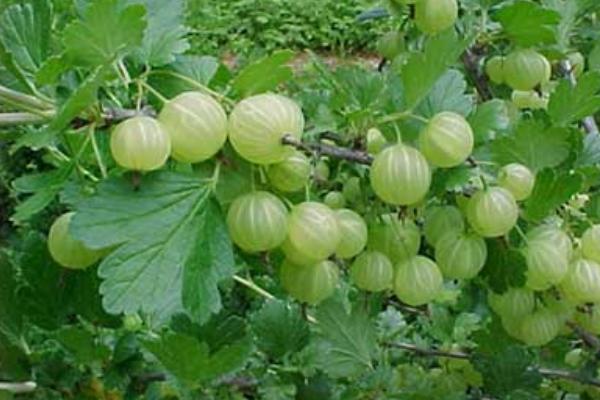 鹅莓怎么种 鹅莓种植方法与注意事项