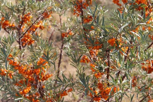 沙棘图片大全 沙棘是什么