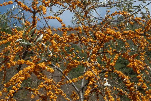 沙棘图片大全 沙棘是什么