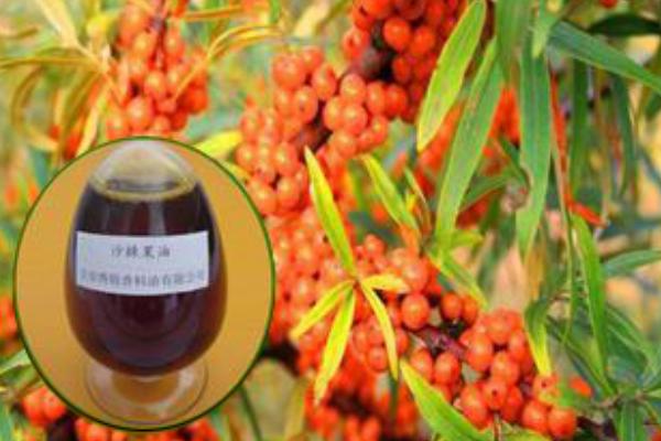 沙棘果油怎么吃最好 沙棘果油和沙棘籽油的区别是什么