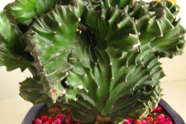 金麒麟花开花吗(几月) 金麒麟开花的寓意