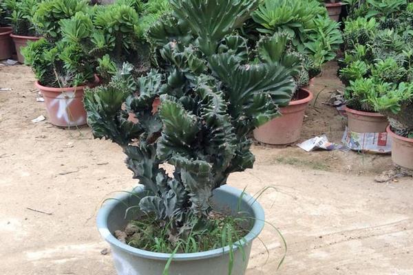 金麒麟花开花吗(几月) 金麒麟开花的寓意