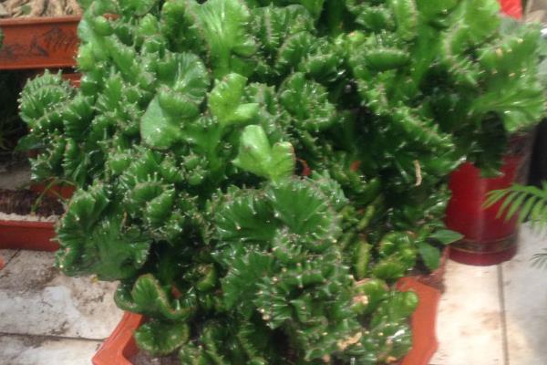 金麒麟花开花吗(几月) 金麒麟开花的寓意