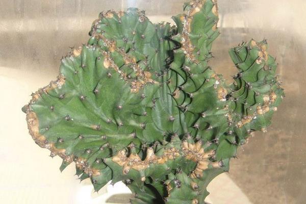 金麒麟花开花吗(几月) 金麒麟开花的寓意