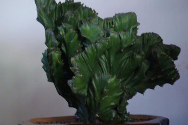 金麒麟花开花吗(几月) 金麒麟开花的寓意