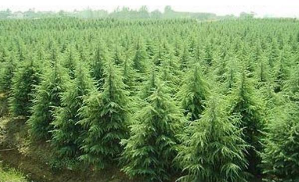 雪松种子市场价格多少钱一斤 雪松种子怎么种