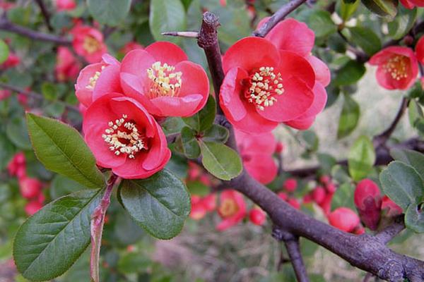 贴梗海棠叶子发黄掉叶子怎么办 贴梗海棠养殖方法