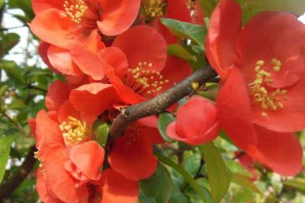 贴梗海棠叶子发黄掉叶子怎么办 贴梗海棠养殖方法