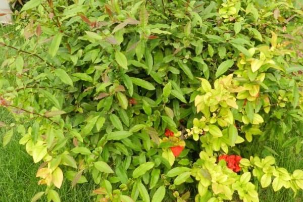 贴梗海棠叶子发黄掉叶子怎么办 贴梗海棠养殖方法