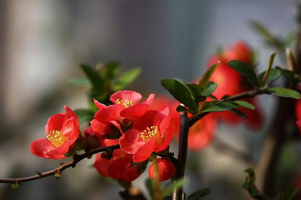 贴梗海棠叶子发黄掉叶子怎么办 贴梗海棠养殖方法