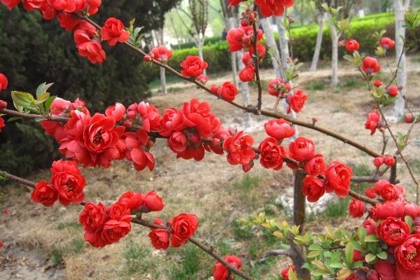 贴梗海棠叶子发黄掉叶子怎么办 贴梗海棠养殖方法