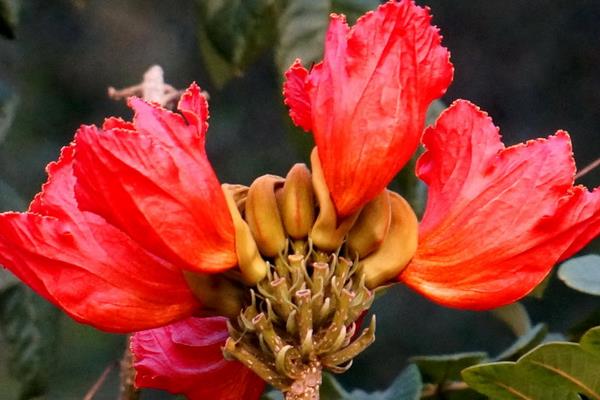 火焰树什么时候开花(几月) 火焰树花功效与作用