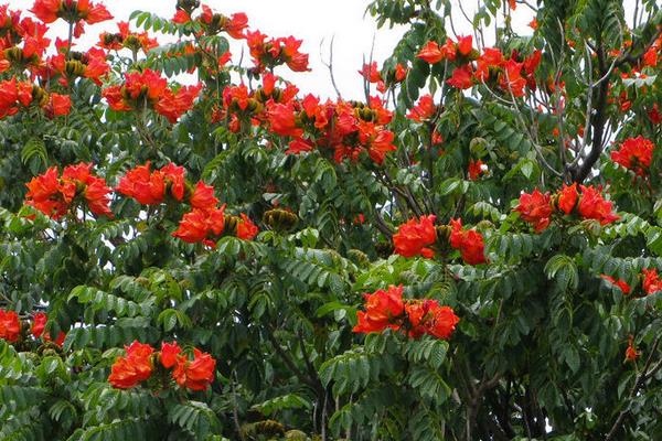 火焰树什么时候开花(几月) 火焰树花功效与作用
