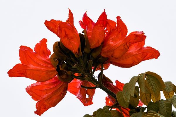 火焰树什么时候开花(几月) 火焰树花功效与作用