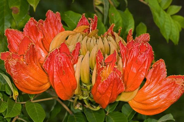 火焰树什么时候开花(几月) 火焰树花功效与作用