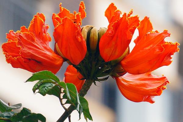 火焰树什么时候开花(几月) 火焰树花功效与作用