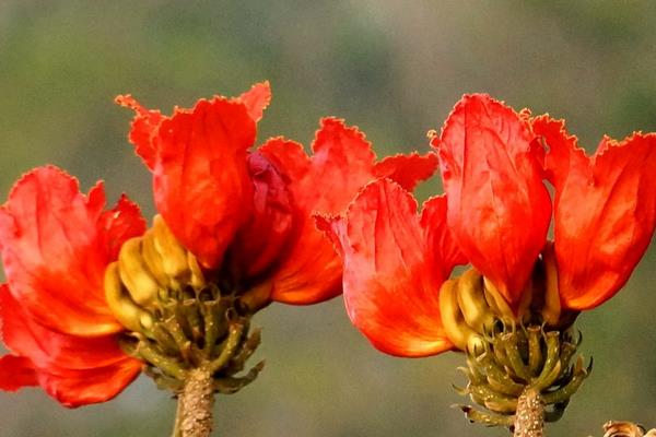 火焰树什么时候开花(几月) 火焰树花功效与作用