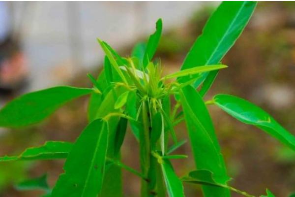 跳舞草为什么会跳舞 跳舞草为什么会跳舞