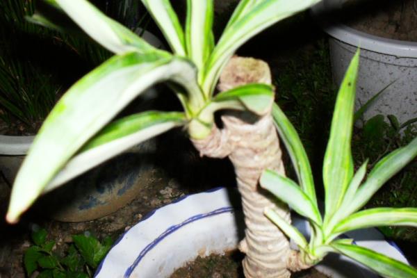 荷兰铁怎么浇水(多久浇一次) 荷兰铁的繁殖方法