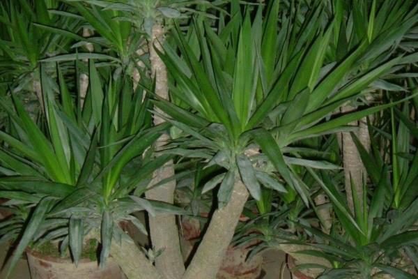 荷兰铁怎么浇水(多久浇一次) 荷兰铁的繁殖方法