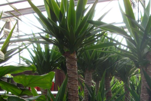 荷兰铁怎么浇水(多久浇一次) 荷兰铁的繁殖方法