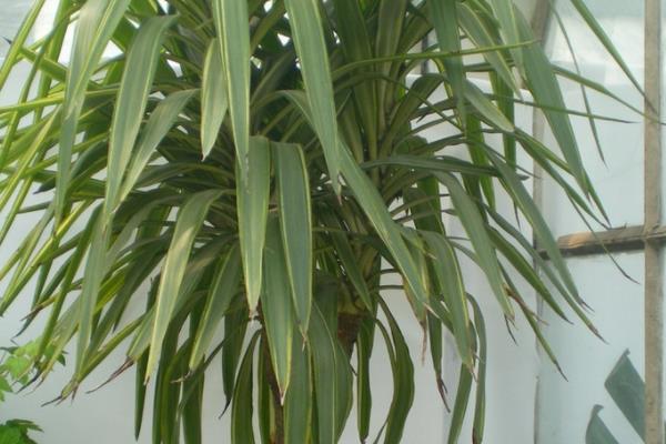 荷兰铁怎么浇水(多久浇一次) 荷兰铁的繁殖方法